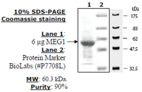MEG-1 Active human, recombinant, expressed in E. coli, >=90% (SDS-PAGE)