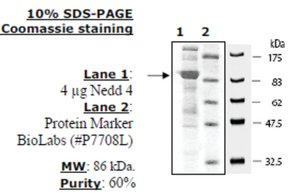 NEDD4 Active human, recombinant, expressed in baculovirus infected insect cells, >=60% (SDS-PAGE)