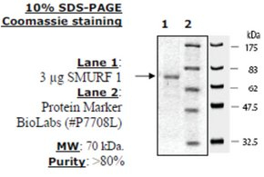 SMURF1 Active human, recombinant, expressed in baculovirus infected insect cells, >=80% (SDS-PAGE)