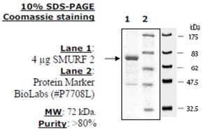 SMURF2 Active human, recombinant, expressed in baculovirus infected insect cells, >=80% (SDS-PAGE)