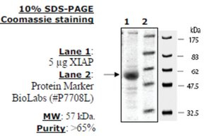 XIAP Active human, recombinant, expressed in baculovirus infected insect cells, >=65% (SDS-PAGE)