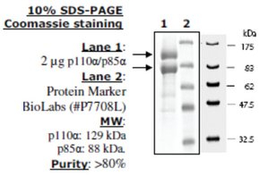 PI3 kinase (p110a/p85a) Active human, recombinant, expressed in baculovirus infected insect cells, >
