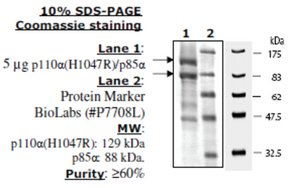 PI3 kinase [p110a(H1047R)/p85a] Active human, recombinant, expressed in baculovirus infected insect