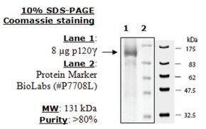 PI3 kinase (p120g) Active human, recombinant, expressed in baculovirus infected insect cells, >=90%