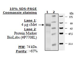 cMet Active human, recombinant, expressed in baculovirus infected insect cells, >=60% (SDS-PAGE)