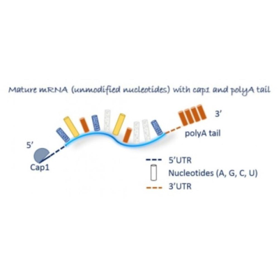 Oz Biosciences Cas13d Genome Editing mRNA Modified