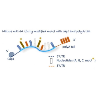 Oz Biosciences OVA Antigen mRNA Modified