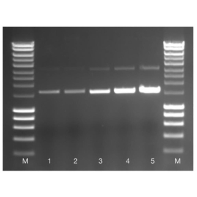 Meridian Bioscience ISOLATE II Plasmid Mini Kit