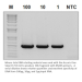 Accuris One-Step RT-PCR Kit - 50 Reactions