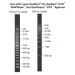Lonza DNA Ladder 500bp for 200 Applications - 300uL
