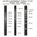 Lonza SimplyLoad Extended Range DNA Marker 100bp for 100 Applications - 500uL