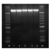 Meridian Bioscience IMMOLASE DNA Polymerase - 250 Units