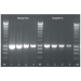 Meridian Bioscience MangoTaq DNA Polymerase - 1000 Units