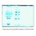 ProtoGel Protein Sample Prep Kit for PAGE - Prepares 100 Samples