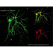 Oz Biosciences NeuroMag Starting Kit (Magnetic  Plate & NeuroMag 200uL)