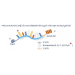 Oz Biosciences F-Luc Reporter Gene mRNA Modified