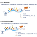 Oz Biosciences c-Myc mRNA (N1-mPU) 100ug