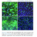 OZ Biosciences SilenceMag 200ul